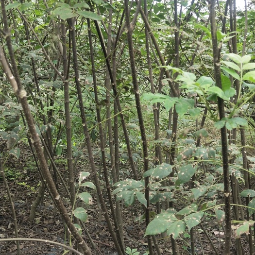 柳城县吴茱萸苗  高产量中花吴茱萸两年
苗大量出售