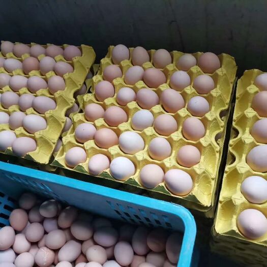东台市花凤鸡蛋