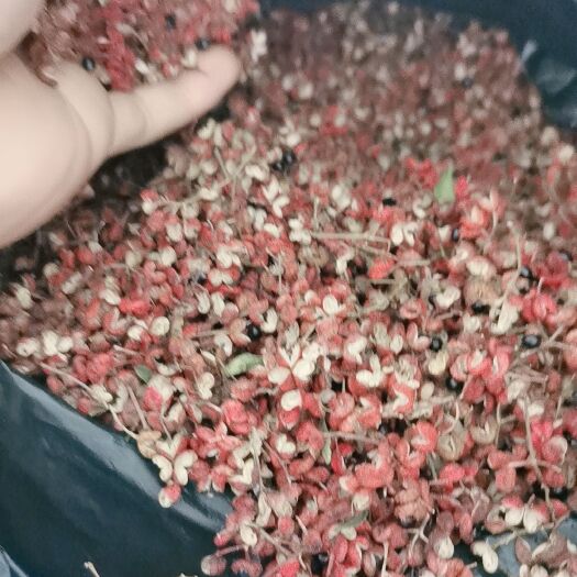 洪洞县大红袍花椒 一级 干花椒 