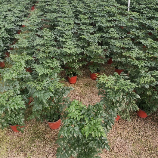 青州市幸福树盆栽  幸福树基地直供优质