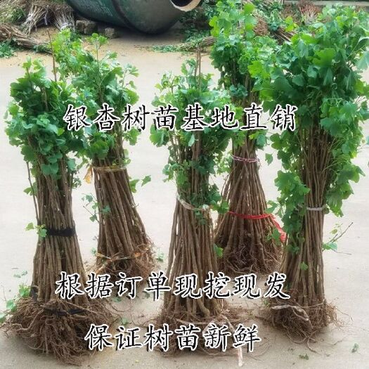 杭州银杏嫁接苗 银杏树苗大量出售