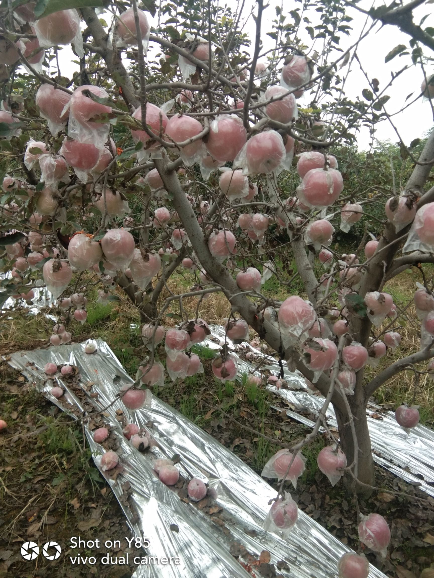  礼泉红富士苹果就是好，欢迎您的到来