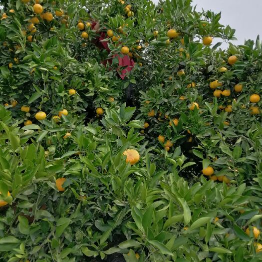 宜昌黄橘子  湖北蜜橘大量上市，产地直销，物美价廉