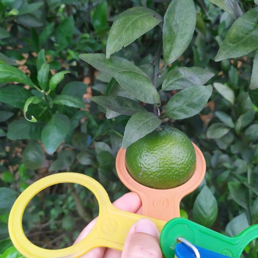  皇帝柑大量接单中，需要的联系我了！
