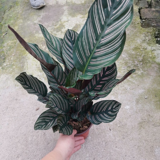 青州市普通竹芋  竹芋双线苹果猫眼孔雀青纹美丽魅力之星等