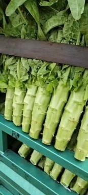兰陵县红叶莴笋青叶莴笋大量上市中，现货无空心无裂痕，保证质量