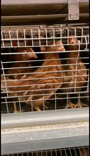 重庆市青年鸡 常年出售1.5-2.5斤优质海兰褐，海兰灰