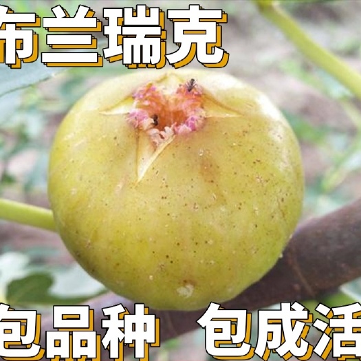 平邑县布兰瑞克无花果苗，可实地考察，适合南北方种，免费提供种植技术