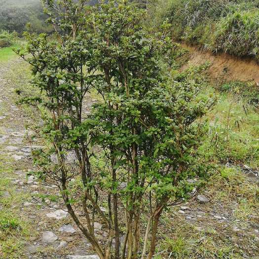 贵定县高山杜鹃 1~1.5米 