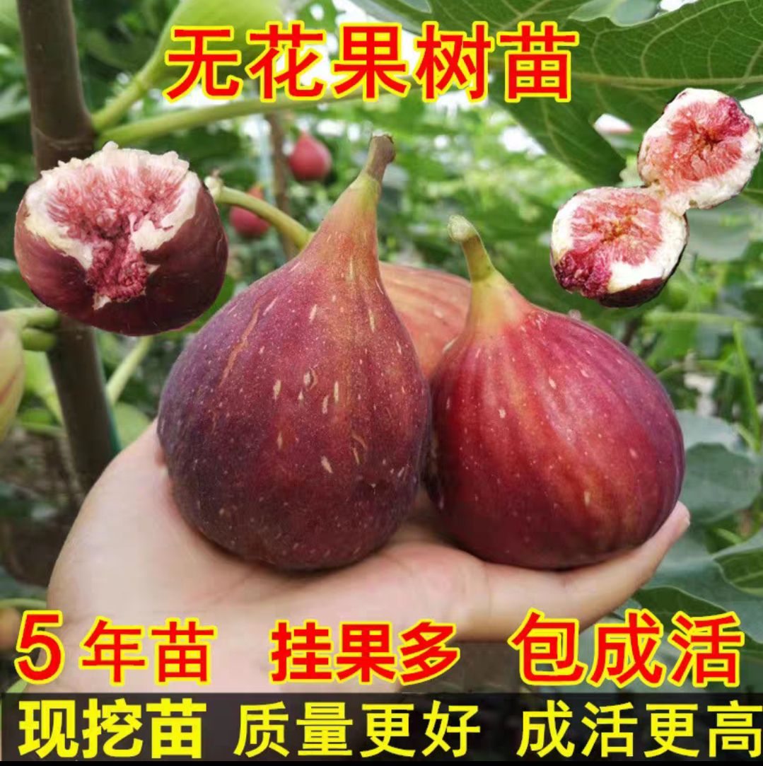 波姬红无花果苗  波姬红  布兰瑞克无花果苗 现挖现卖  当年挂果 品种多多