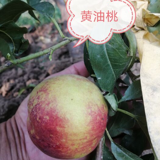 三河市黄桃树苗 1~1.5米 