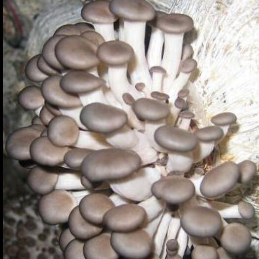 重庆市本公司长期大量供应姬菇，保质保量，客户的满意就是我们的追求