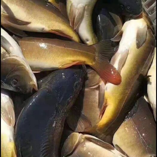 枝江市裸鲤  无鳞鲤鱼