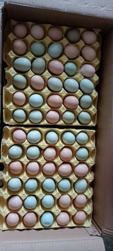 粉壳蛋  小绿壳蛋武汉发货，鸡厂直销，420个一件，13个左