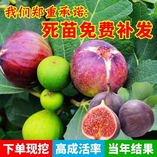 平邑县波姬红无花果苗  波姬红无花果，不结果不要钱，可实地考察，现挖现发