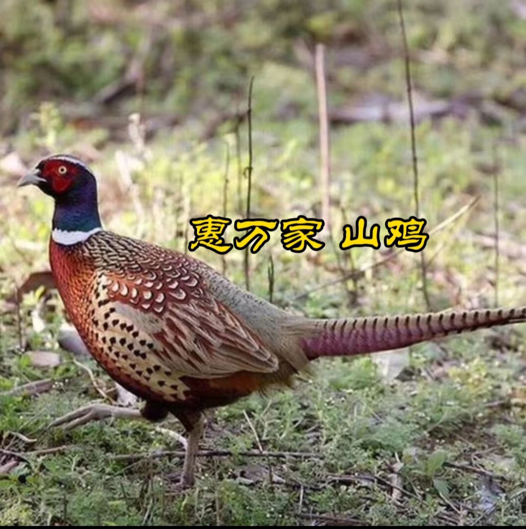 七彩山鸡苗 山鸡苗 运输包-活