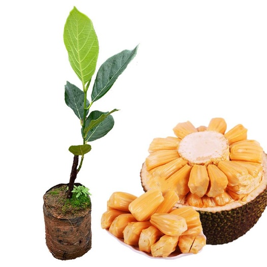 灵山县四季菠萝蜜苗  【包邮】菠萝蜜嫁接苗马来西亚一号和五号带杯发货四季结果