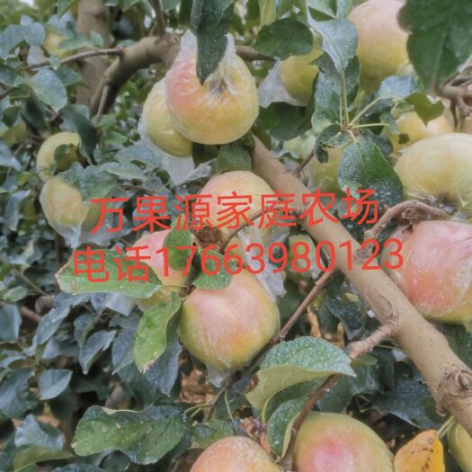 青岛青苹果  甜度18左右明月上市，2000吨