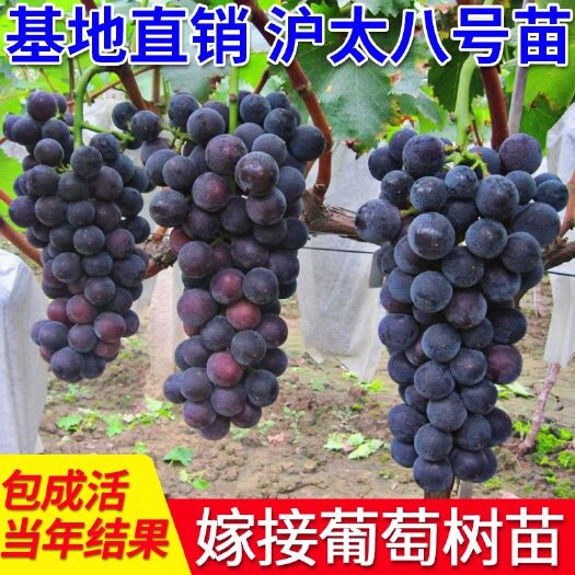 平邑县户太八号葡萄苗，适合南北方种植，抗病能力强，死苗补发