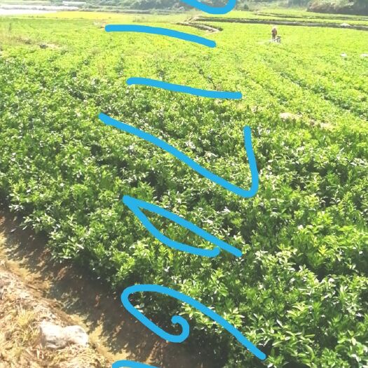 沅陵县 大量供应纽荷尔脐橙苗