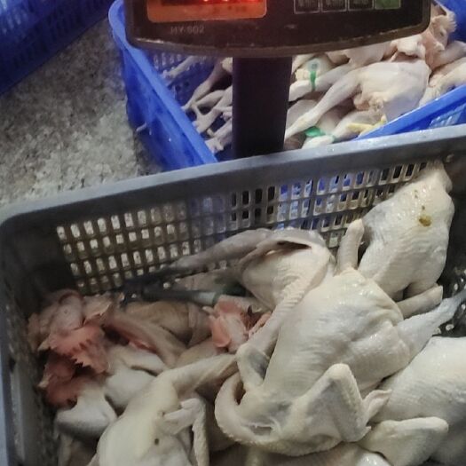 永州白条鸡 活禽  白条都可以