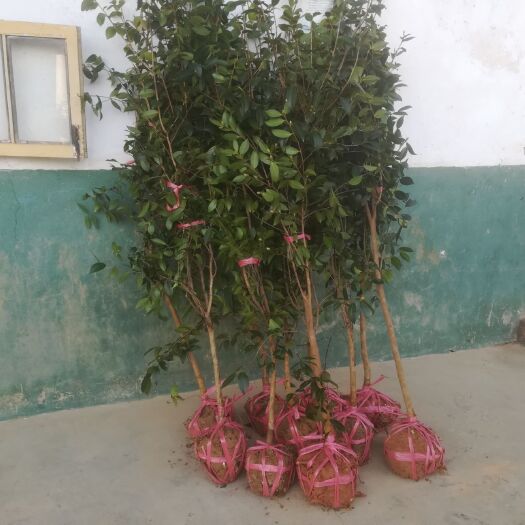 浏阳市大果油茶苗湘优长林油茶树苗大苗