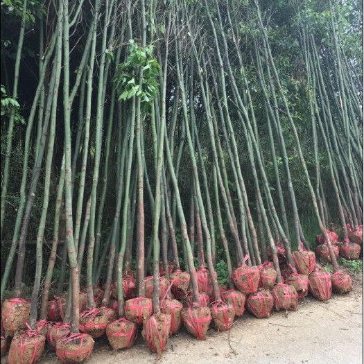  香樟树苗大量出售