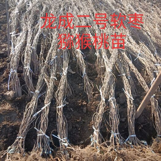 桓仁县龙成二号软枣猕猴桃苗  龙成二号软枣猕猴桃嫁接苗，今年栽来年可挂果