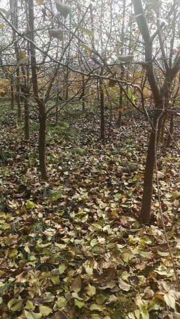 绛县流苏树，15公分流苏树种植基地，山西荣鼎园林