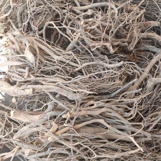 栀子花种子  桅子花根，清凉去火，排毒