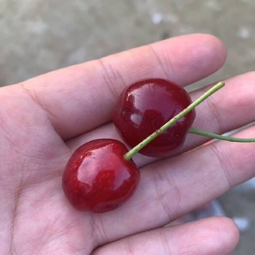 苍溪县玛瑙红樱桃树苗  玛瑙红大樱桃苗，现挖现发保湿发货，提供技术