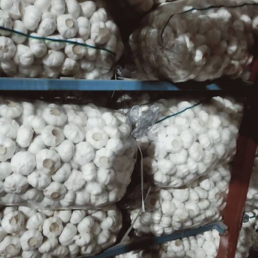 金乡县白皮大蒜 精品白蒜专业出口，保证质量，全年有货，诚信合作，