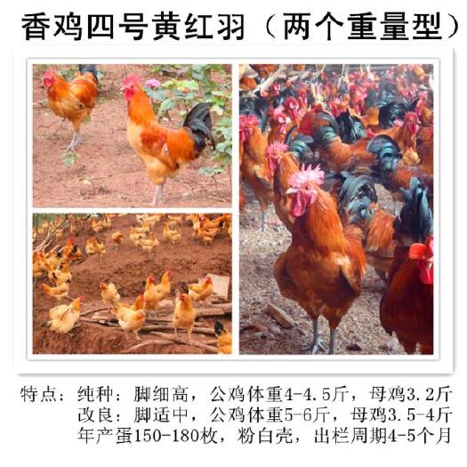 简阳市土鸡苗 黄红土鸡