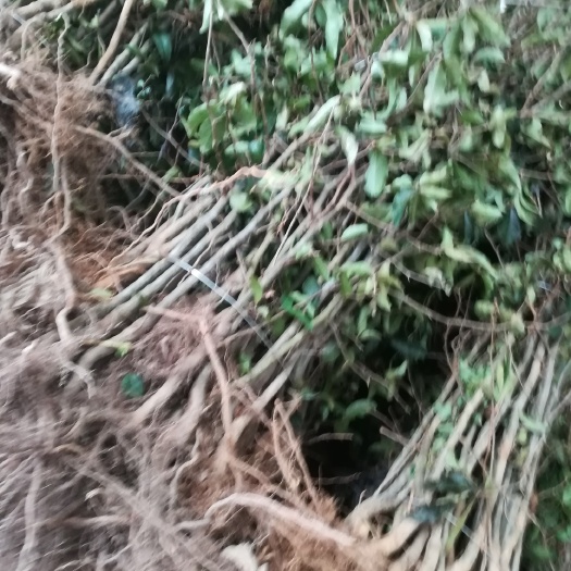 长阳县榔坪皱皮木瓜苗大量销售，皱皮木瓜药用无籽木瓜树苗大量出售