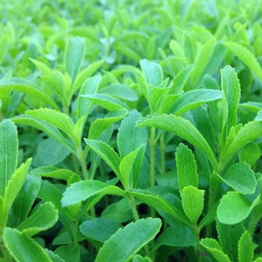 种植户出售甜叶菊，有需要的留言