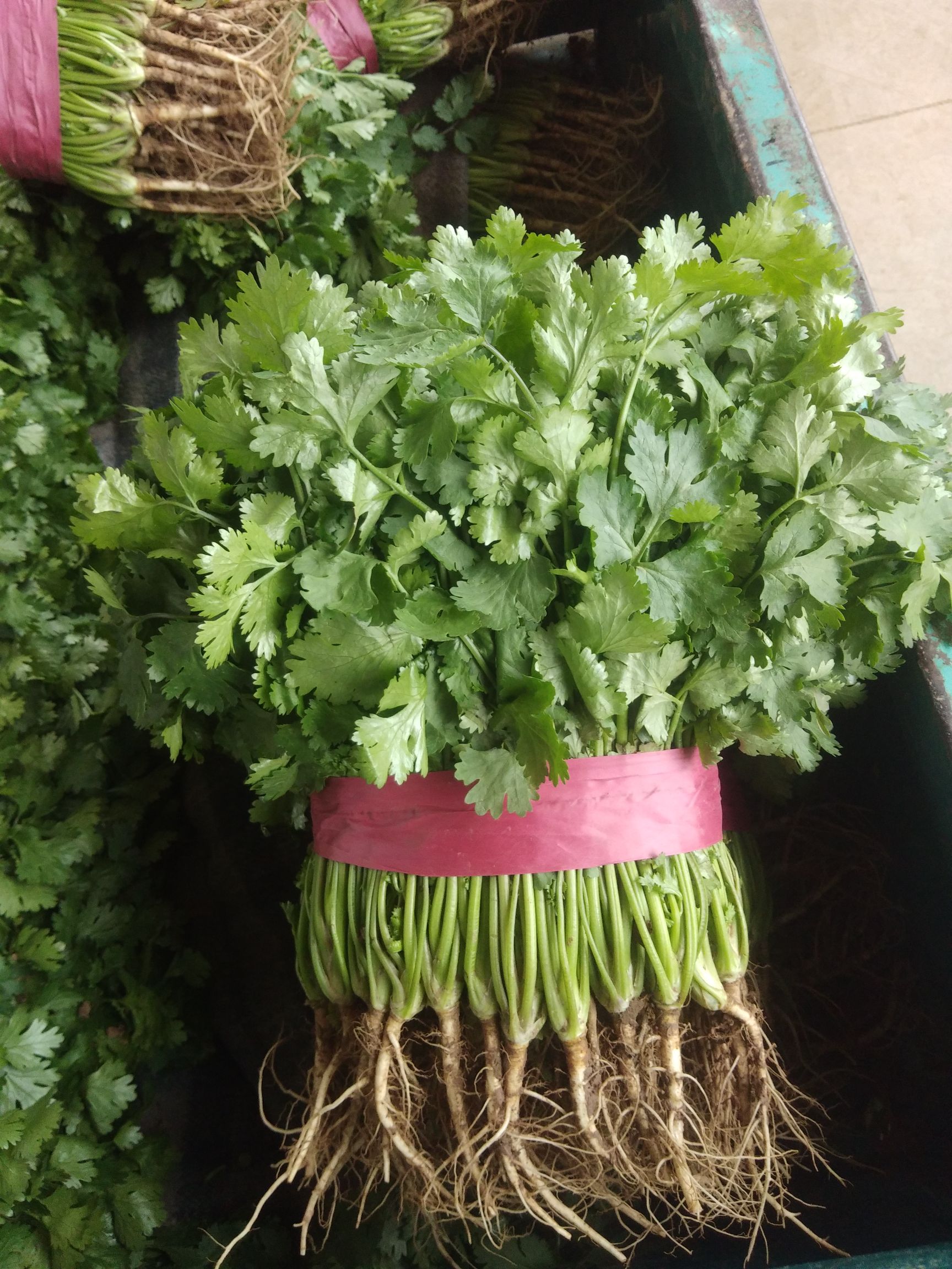 大叶香菜 25~30cm