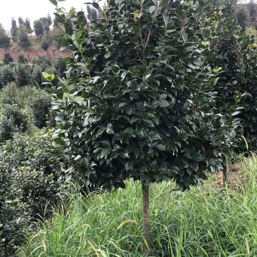 都江堰市茶花树 高杆茶花，质量保证