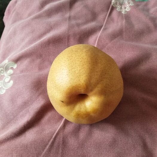 封丘县 晚秋黄梨