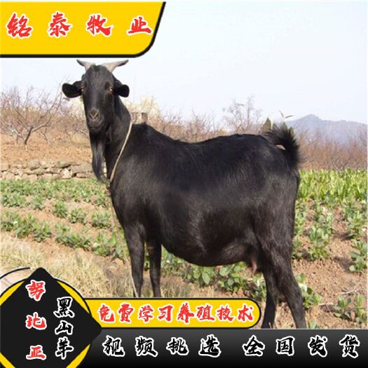 梁山县努比亚羊 纯种努比亚黑山羊小羊活苗 大耳种公羊头胎怀孕母羊