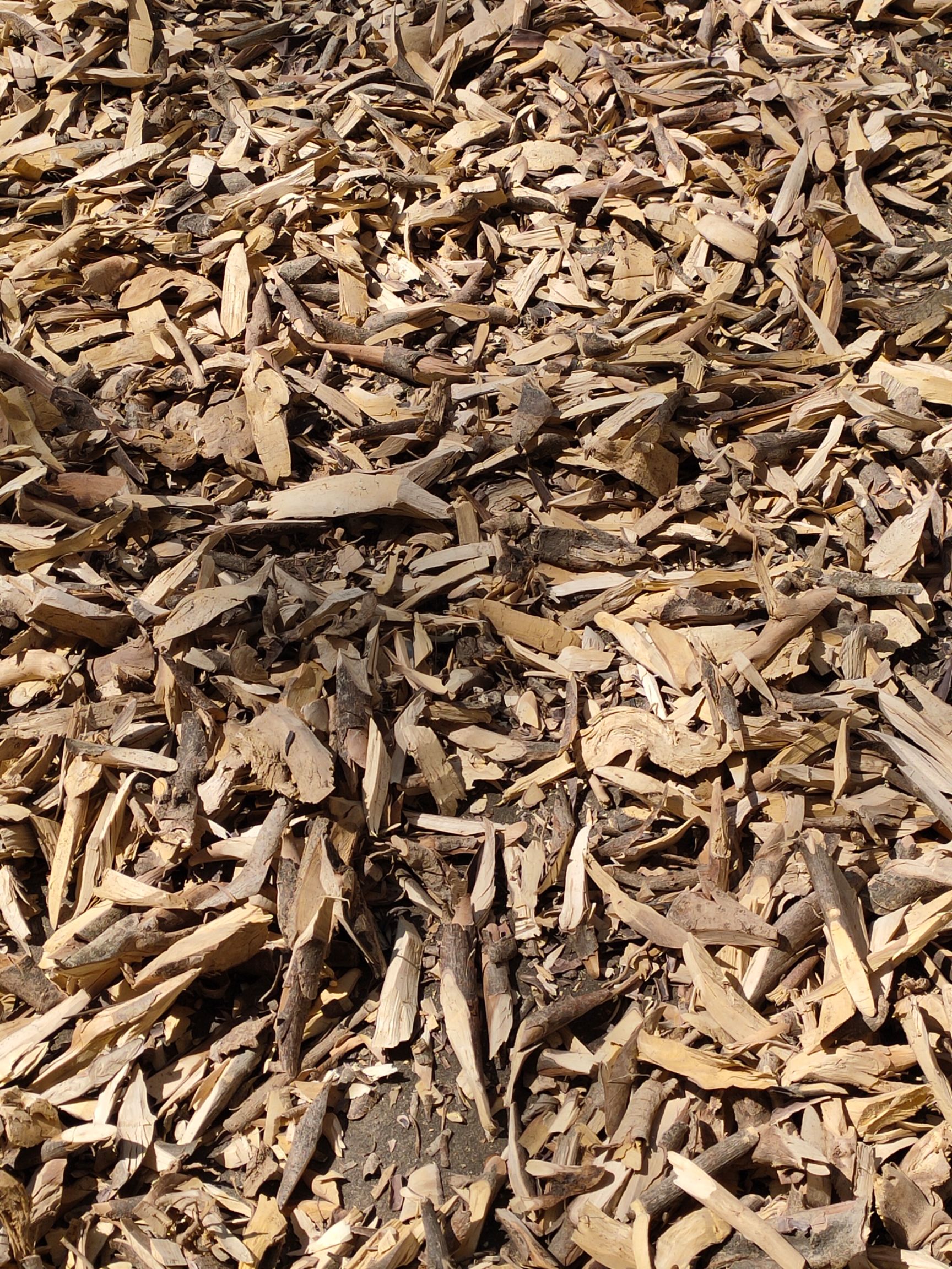 栀子花种子  桅子花根，清凉去火，排毒
