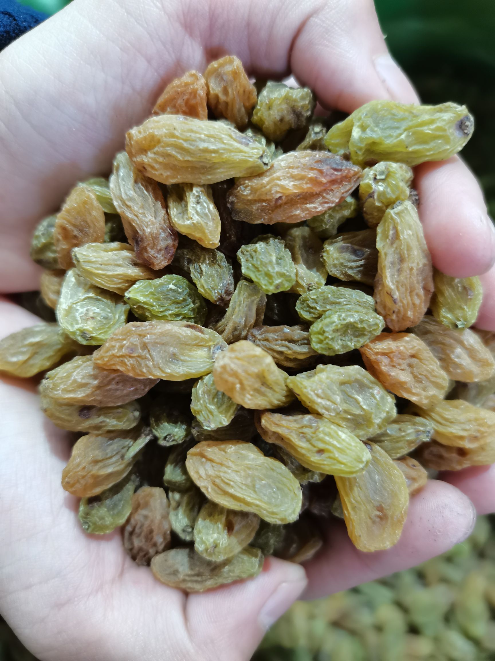 无核葡萄干  优惠葡萄干180元一箱，新货，数量不多，