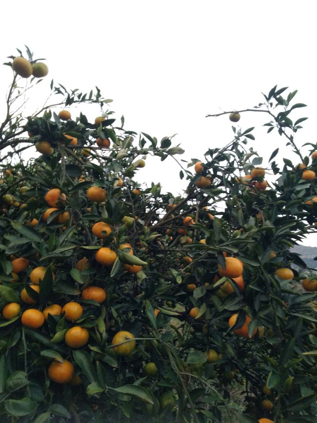 漳河蜜橘  秋天不能错过的就是橘子，酸酸甜甜，富含维C