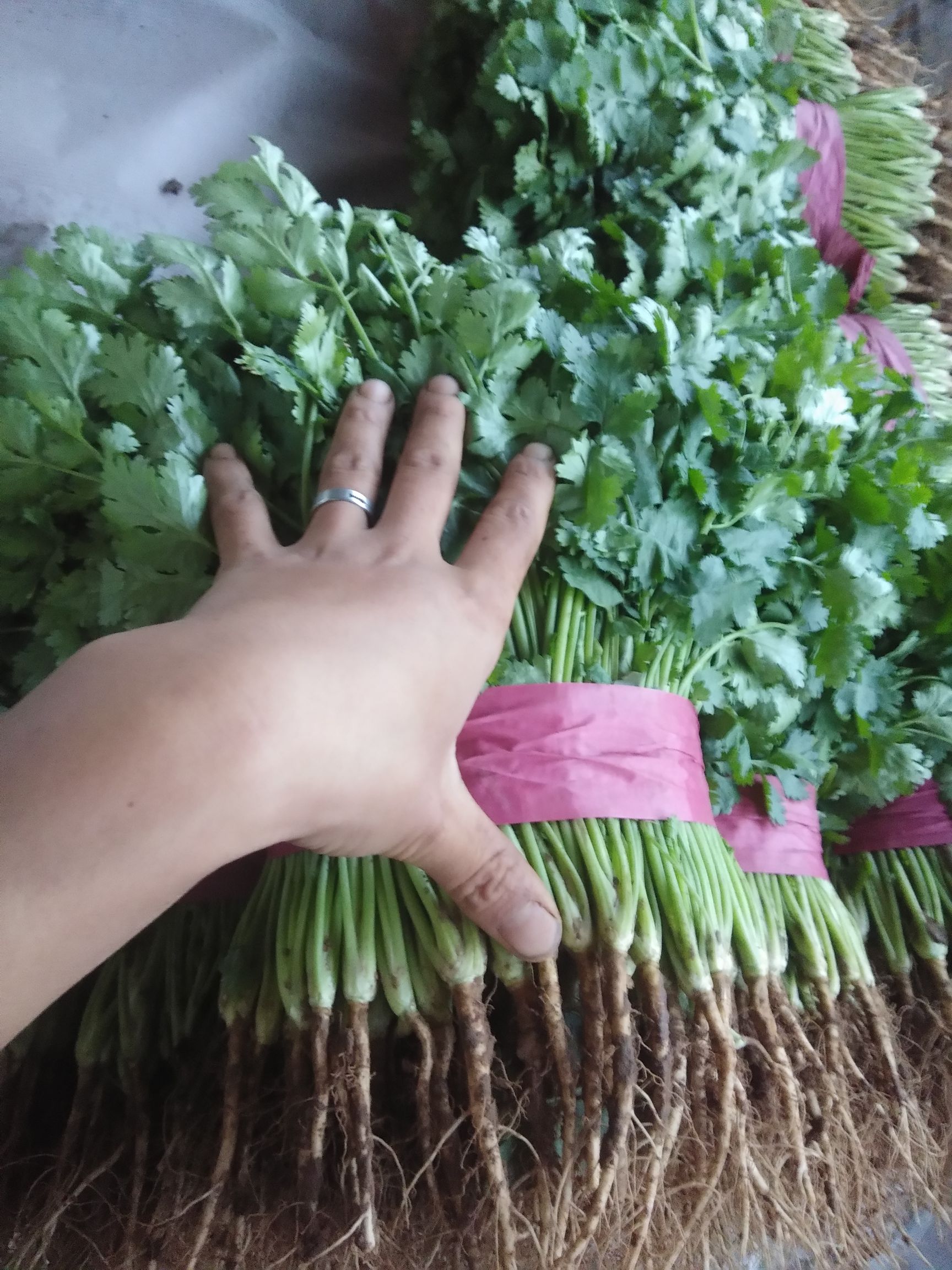 大叶香菜 25~30cm