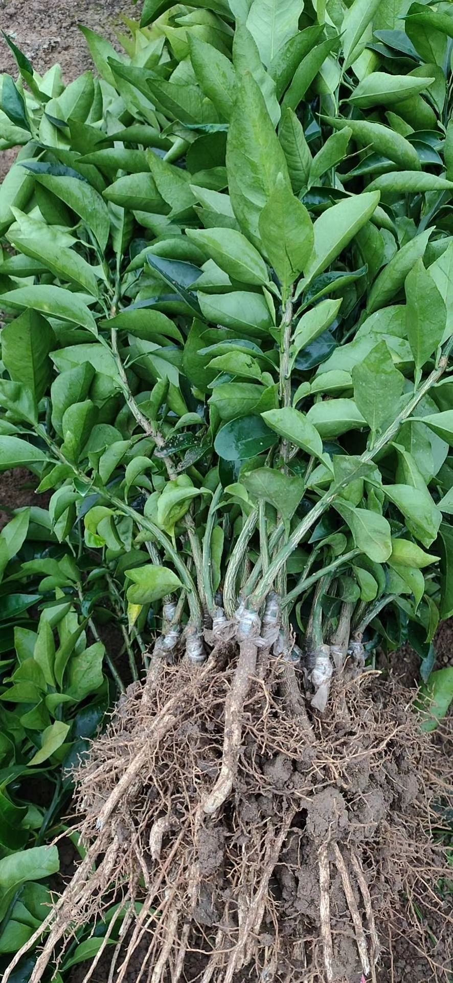 耙耙柑桔苗  自家苗圃基地种植，柑橘苗，耙耙柑，爱媛沃柑丑柑