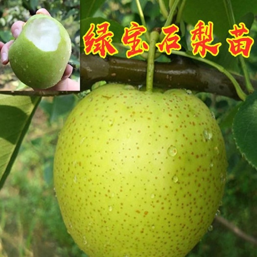 平邑县绿宝石梨苗  绿宝石梨，量大从优，适合南北方种植，抗病能力强，死苗补发