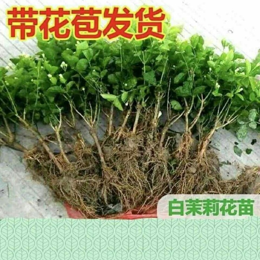 茉莉花苗带花苞小苗白色茉莉可泡茶茉莉花食用茉莉花苗茉 莉花盆