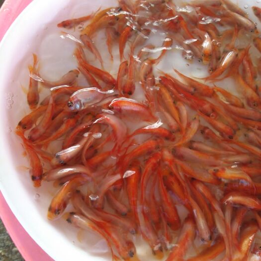 江门 红罗非鱼苗，彩虹雕鱼苗，大量出售中