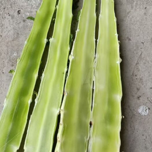 山东莴笋杆子 皮薄肉绿 不空心 质量保证 产地直销