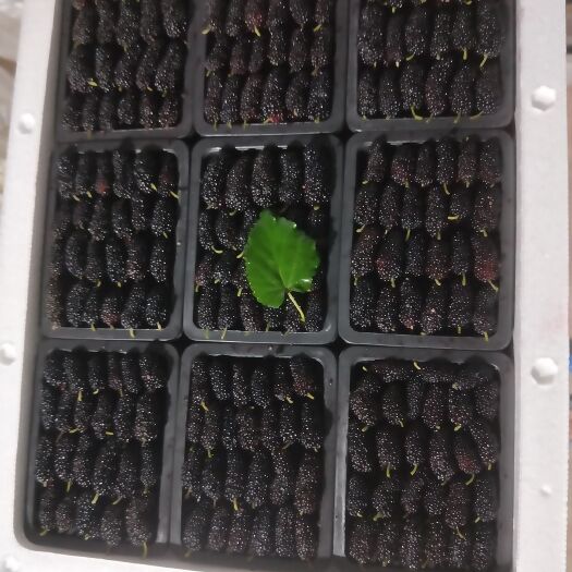 汕头黑桑葚  广东桑  广东汕头桑葚中秋后大量上市，现货供应