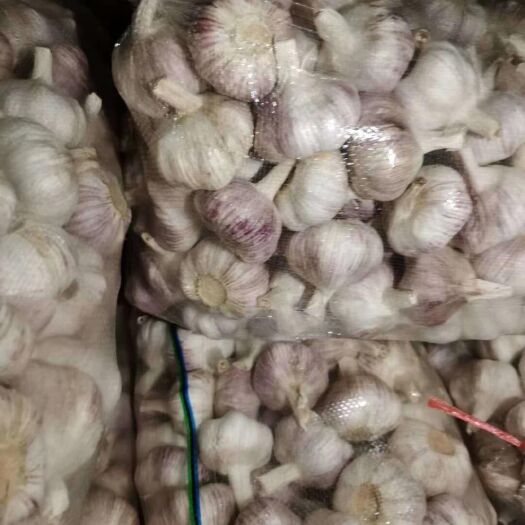 金乡县紫皮蒜 精品大蒜大量供应中，各种包装，各种规格都有，供应国内